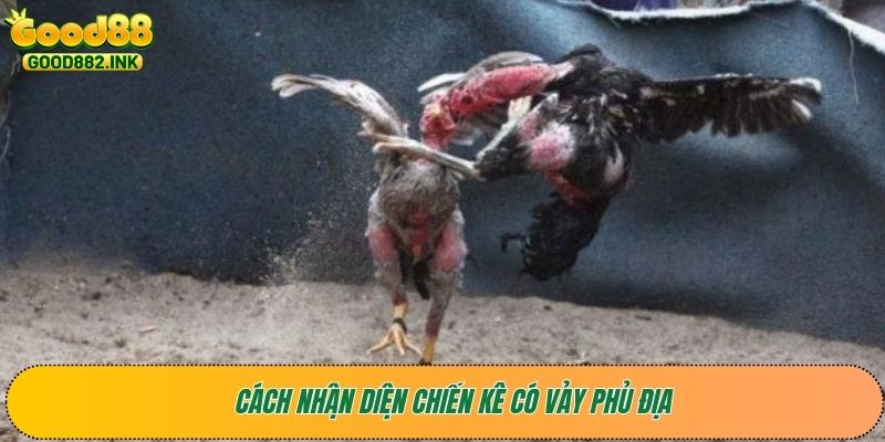 Mẹo Nhận Diện Chiến Kê Có Vảy Gà Tốt: Đánh Bại Mọi Đối Thủ 4 Cách nhận diện chiến kê có vảy Phủ Địa