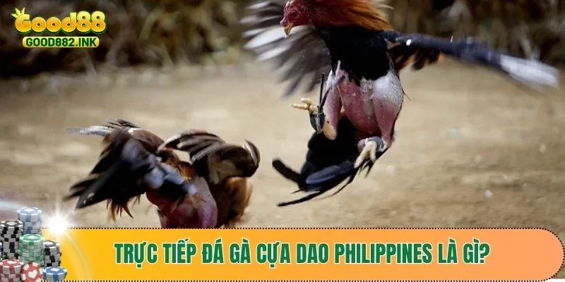 Đôi nét về trực tiếp đá gà cựa dao Philippines tại GOOD88