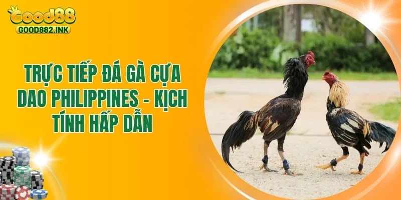 Trực Tiếp Đá Gà Cựa Dao Philippines Gay Cấn Từng Trận Đấu